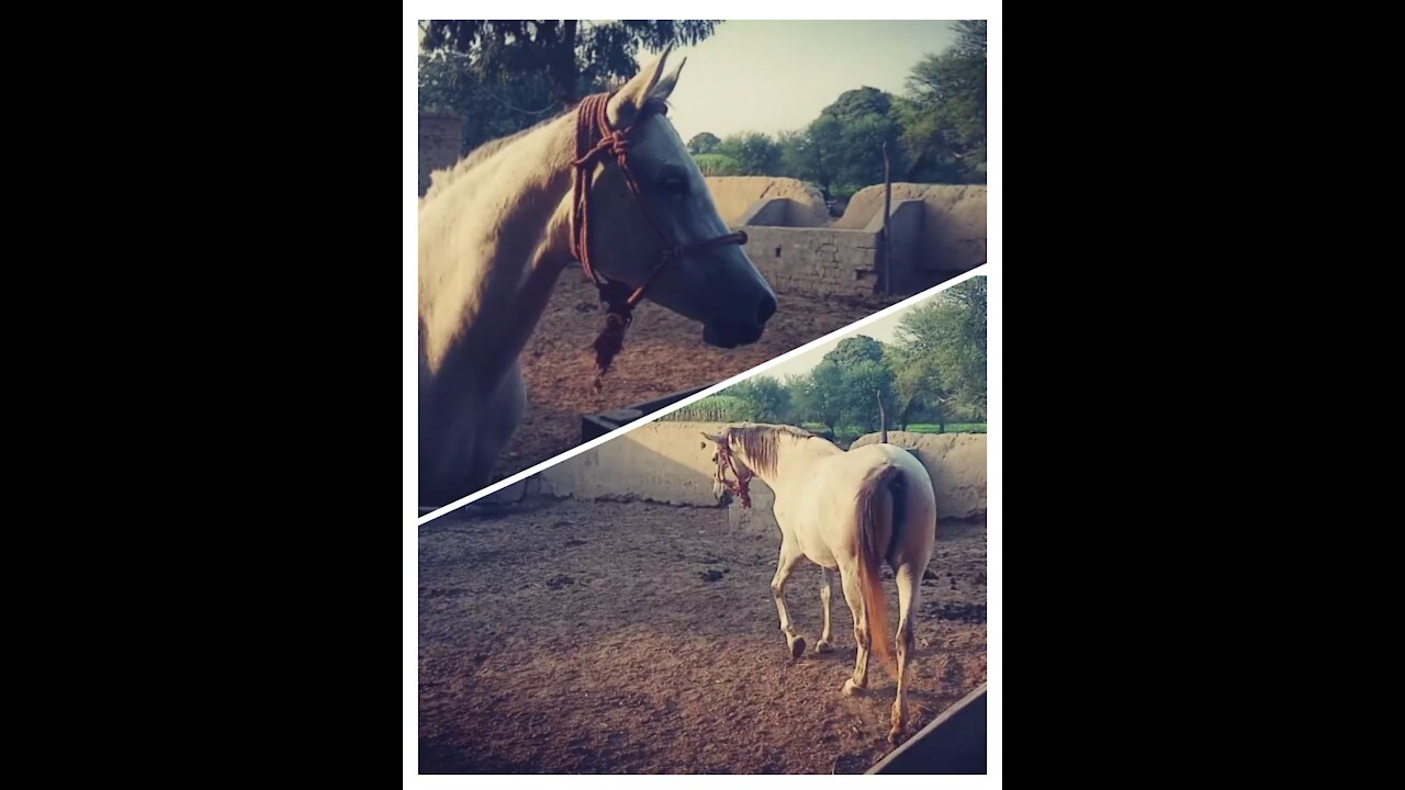 Female Horses are Pregnant and therefor looking fatty.