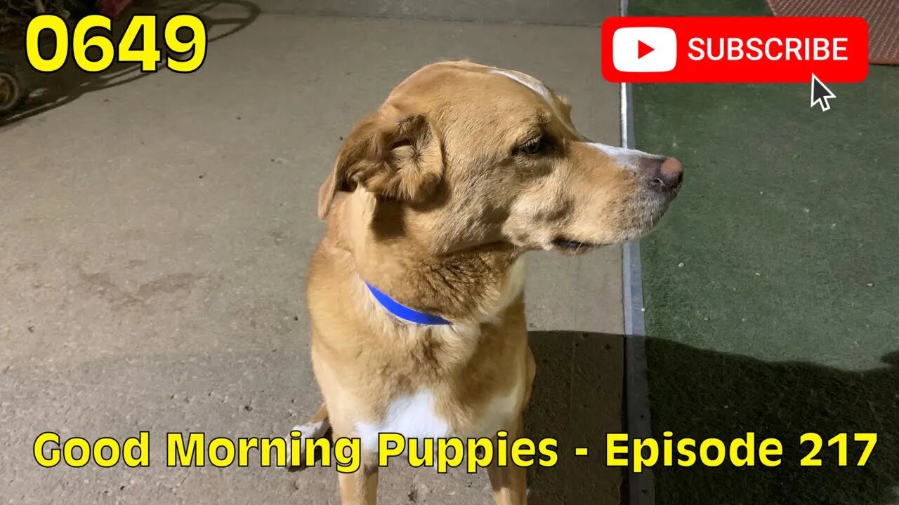 [0649] GOOD MORNING PUPPIES - EPISODE 217 [#dogs #doggos #doggies #puppies #dogdaycare]