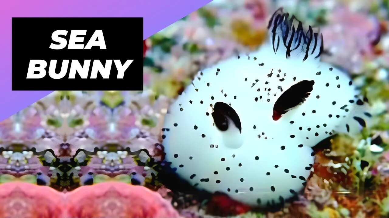 Sea Bunny 🌊 The Most Adorable Ocean Creature!