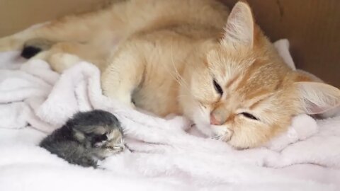 How kitten Kiki grows up: from 0-30 days