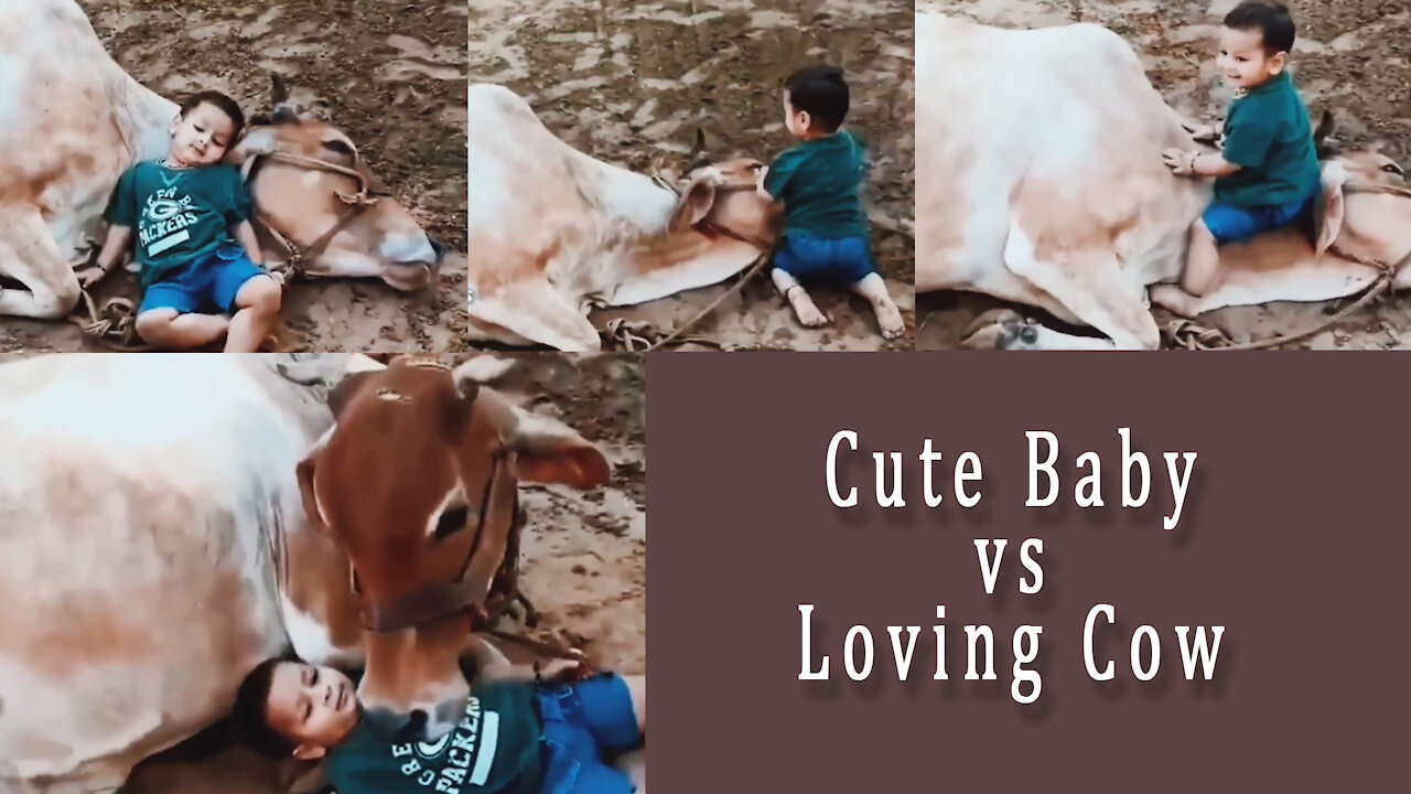 Cute Baby vs Loving and Caring Cow