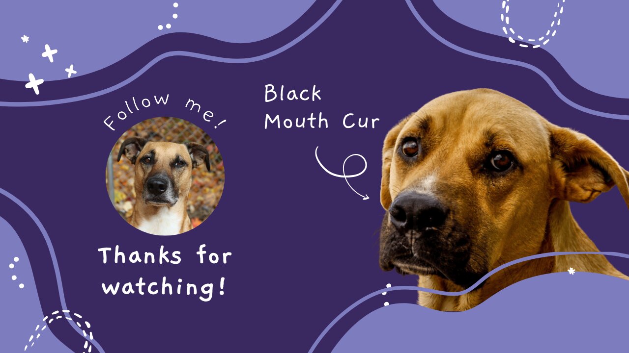 Unleashing the Black Mouth Cur: All You Need to Know about this Amazing Dog Breed!