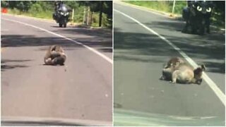 Un combat de koalas interrompt la circulation