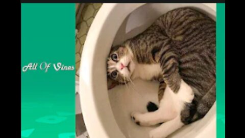 #funnyanimals #funnyanimals __