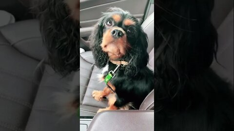 “Are you falling asleep on me, Lulu!?!