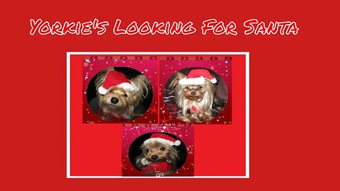 Yorkie's Looking For Santa