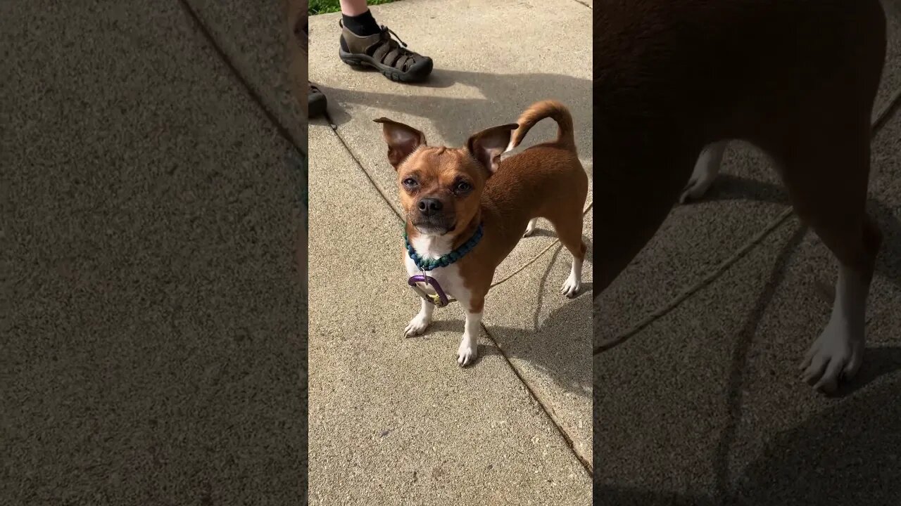 He did a little dance 💃 #dog #dance #shorts #fup