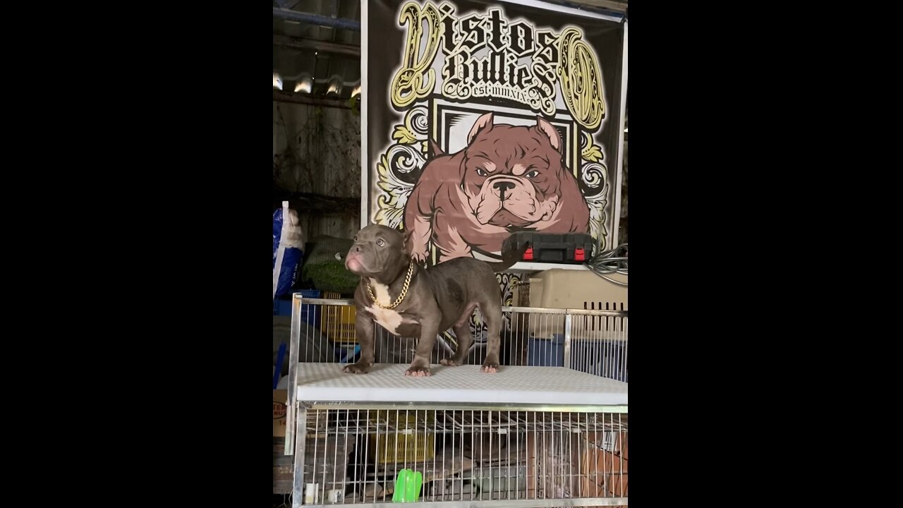 American bully puppy 2