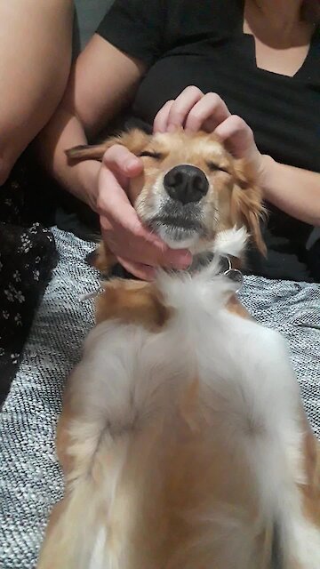 Extremely relaxed dog nearly falls asleep during thorough massage