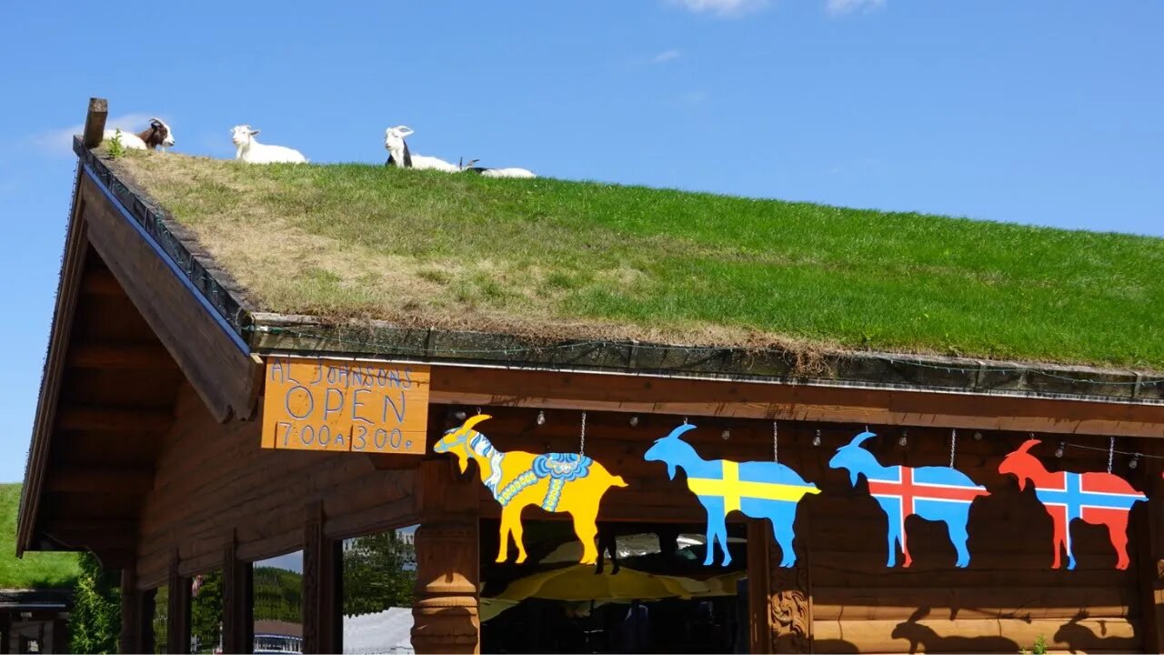 Goats on Roof - Al Johnson's Swedish Restaurant | Door County Wisconsin