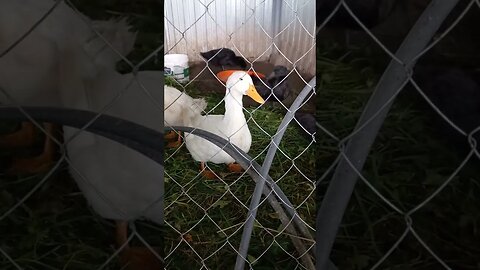 How to Train Ducks to Listen & react to Commands😆🪿|#food #duck #farming #viral #video #vlog #short