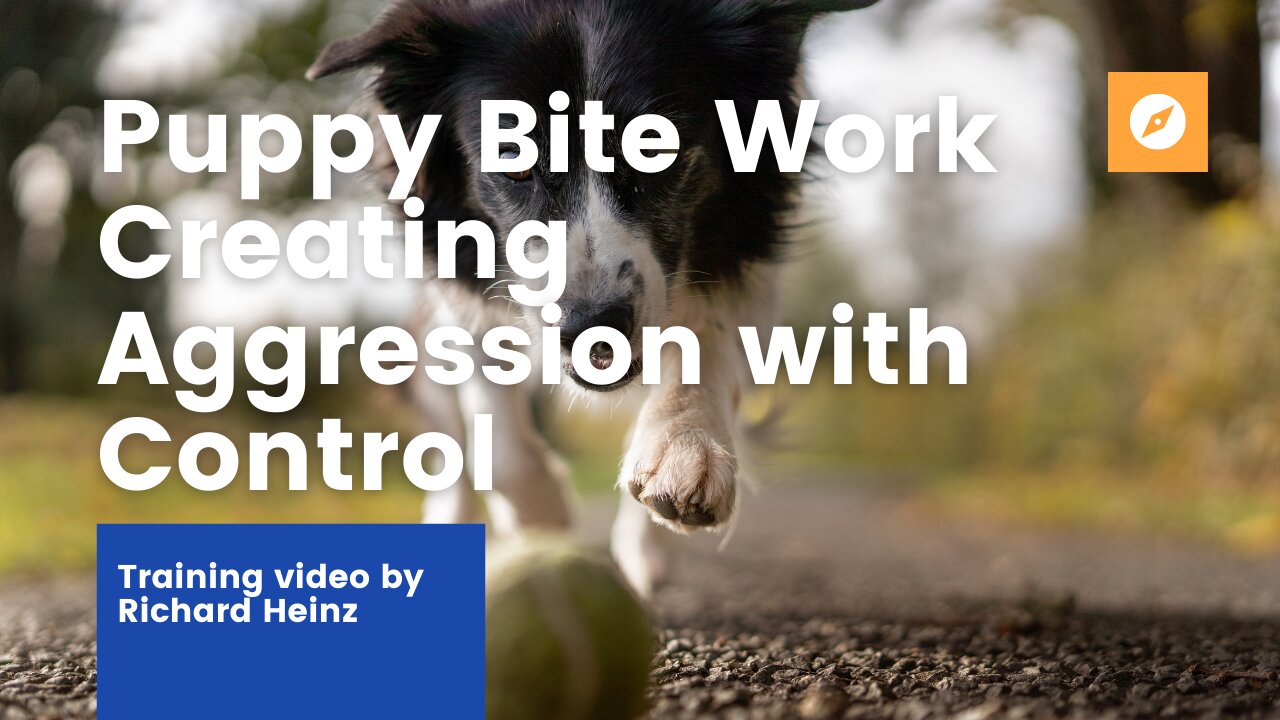 Puppy Bite Work - Creating Aggression with Control