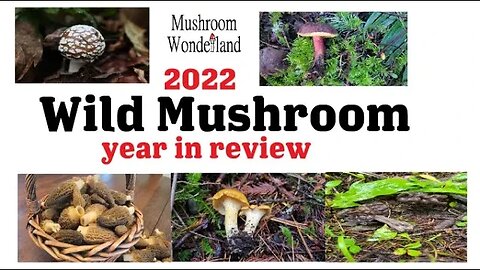 Wild Mushrooms All Year! 2022 mushroom foraging highlights, a shroom for every month.