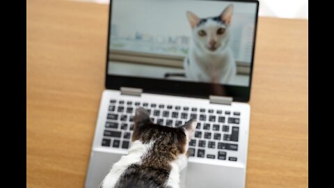 Cute cat playing a game online