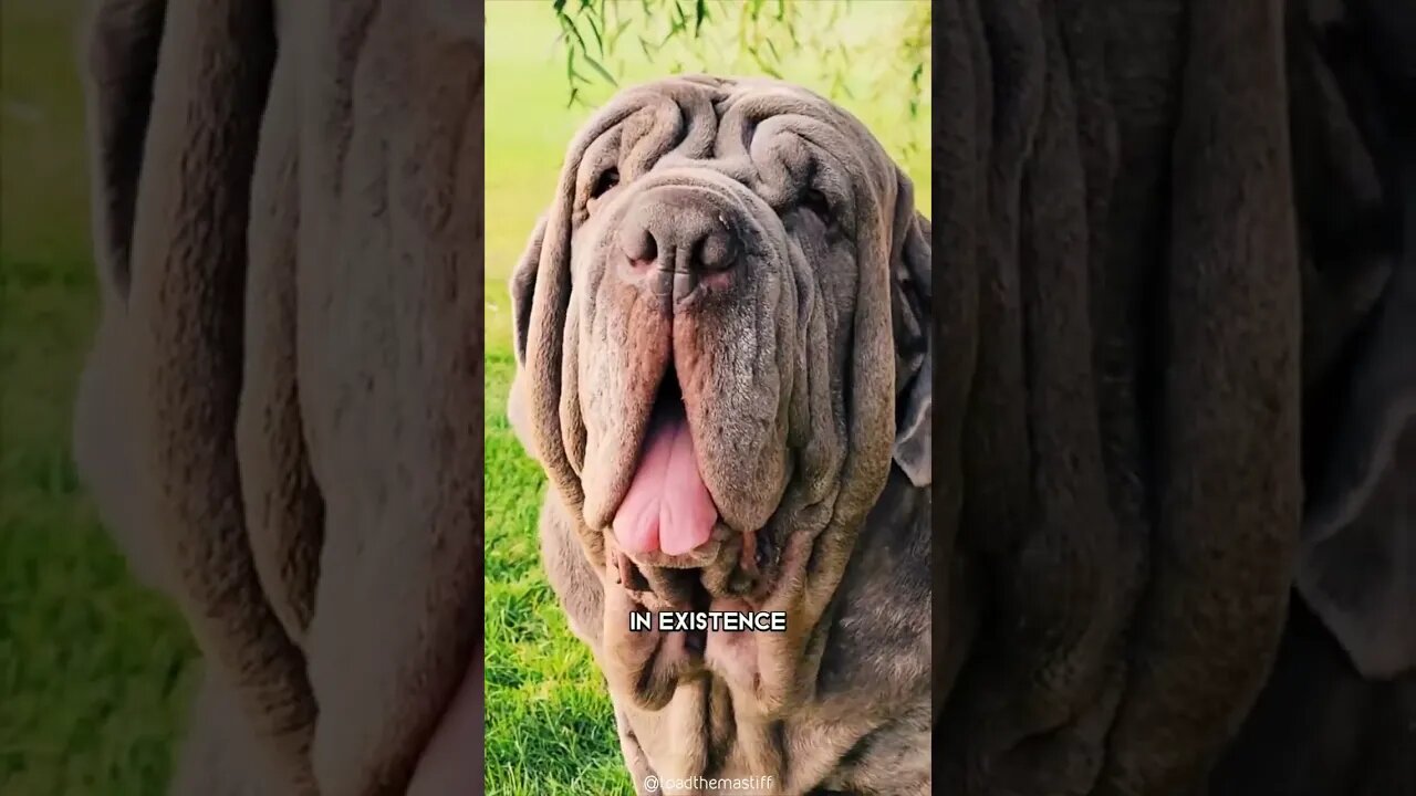 Neapolitan Mastiff 🐶 One Of The Biggest Dog Breeds In The World #shorts