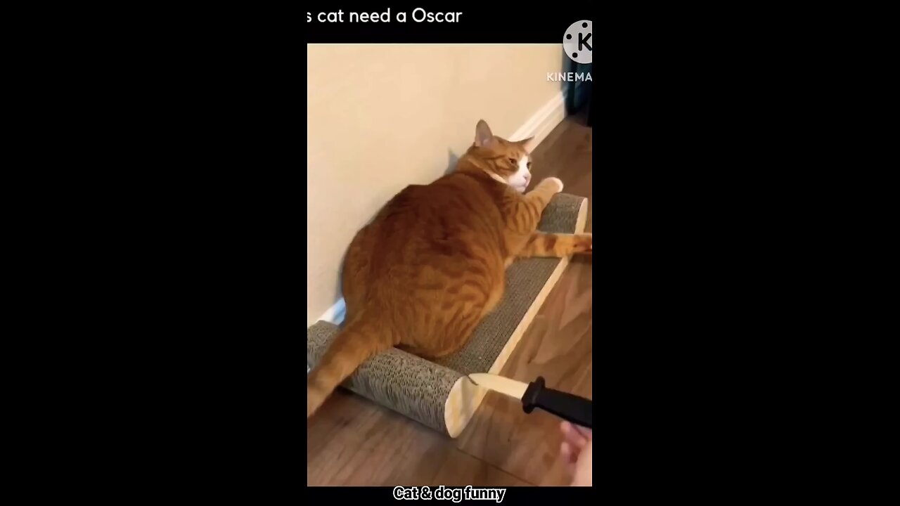funny pets 😹
