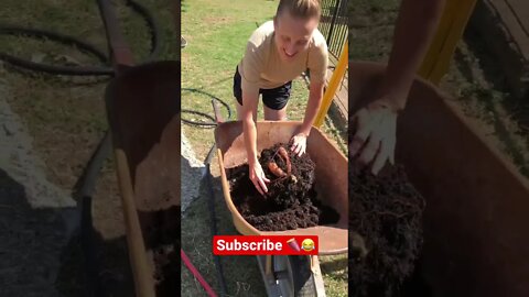 Can you guess what these Strange Orange Roots are? 🤔#shorts #viral #tiktok #trending