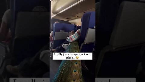 Peacock 🦚 on plane ✈️ 😹😹😹 #shorts #viral #subscribe #shortvideo #reels #funny #viralreels #lol