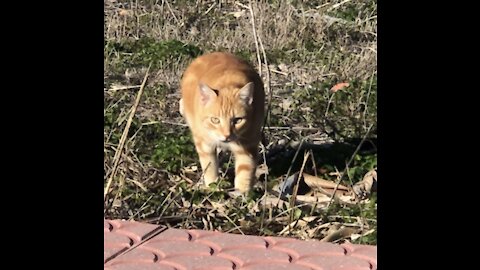 Wild cat cling to me I was scared