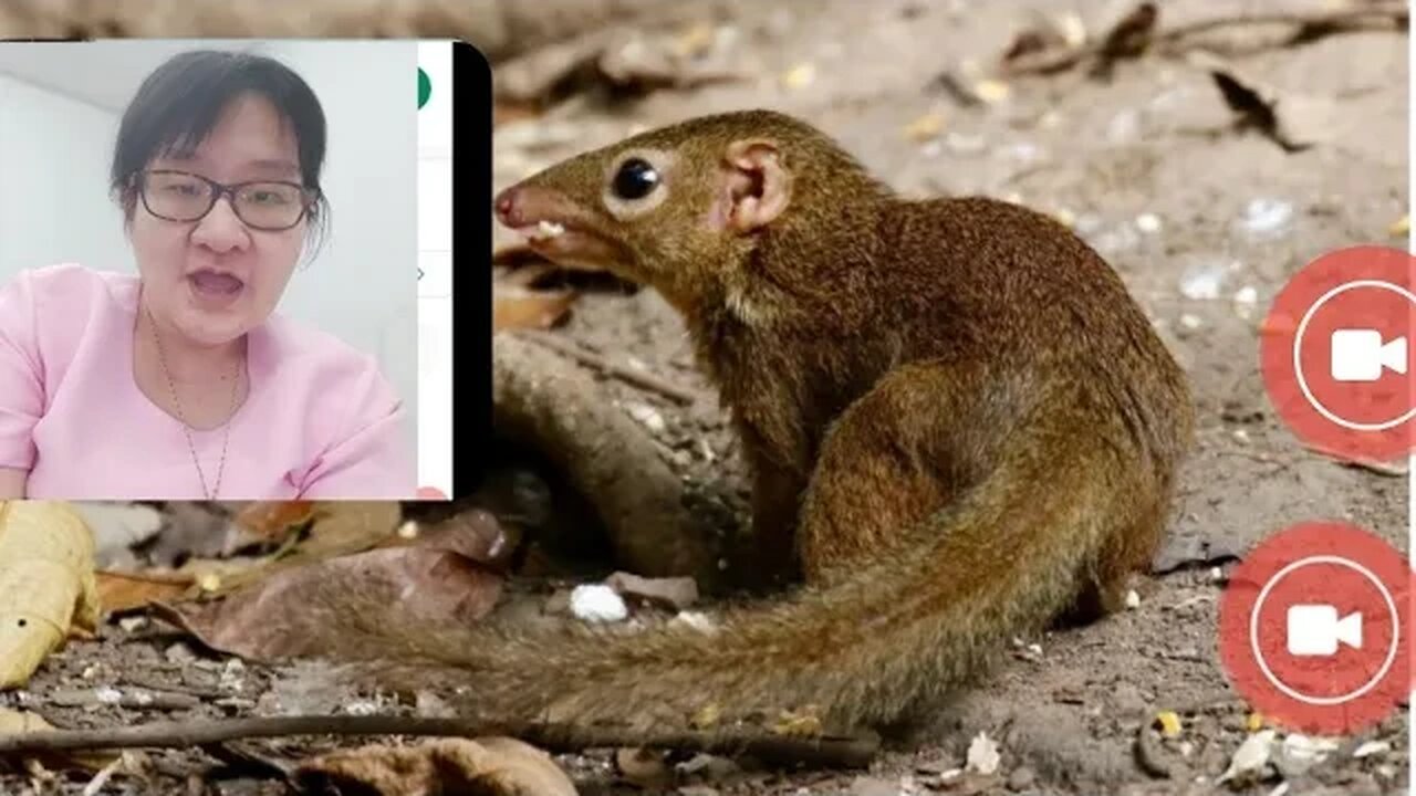 CHIPMUNK 🐿️ TUPAI MEMTAWAI Golden-Bellied Treeshrew