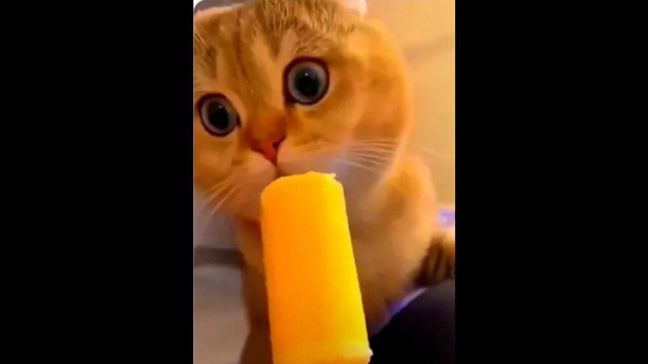 Funny cat 😺 video