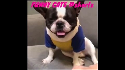 FUNNY CATS AND DOGS #shorts