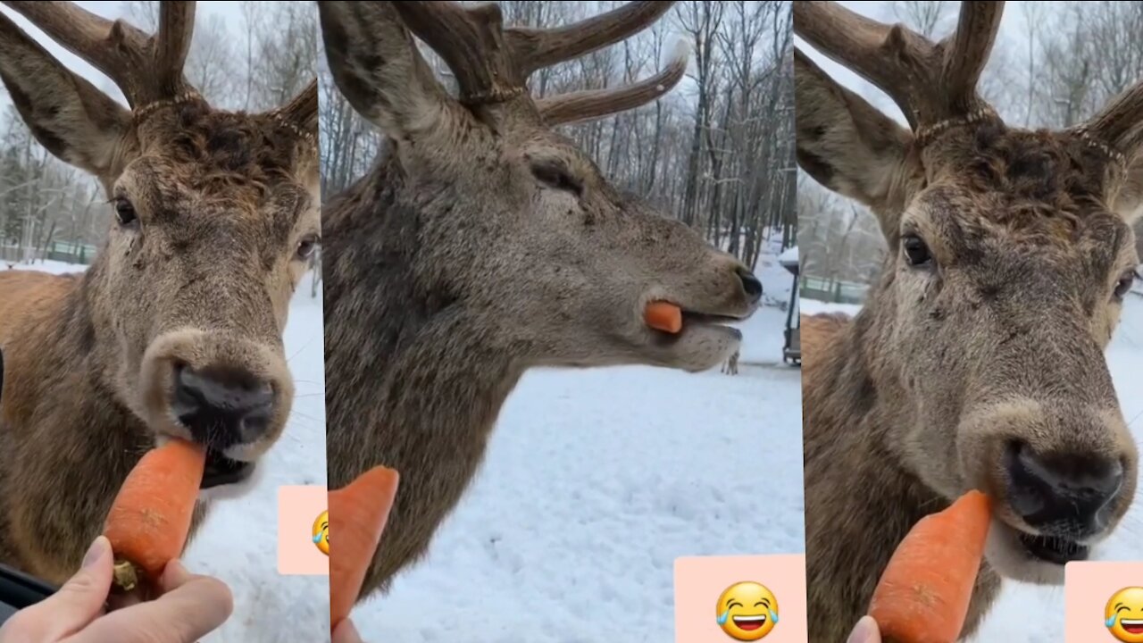 People give food the Deer ( woww ) 2021