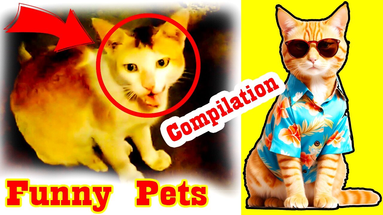 FUNNIEST Pets of 2024 | Funny Pets Compilation | Funny Animal Videos by Notun luxury