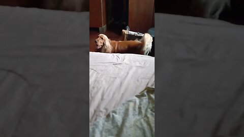 #dogshow , #animals , #dogs , #shorts