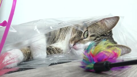 Funny Cat Plays from a Plastic Bag