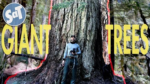 MOUNT BAKER, TOO MUCH SNOW, AND GIANT TREES - An Early Summer Hike in Washington State