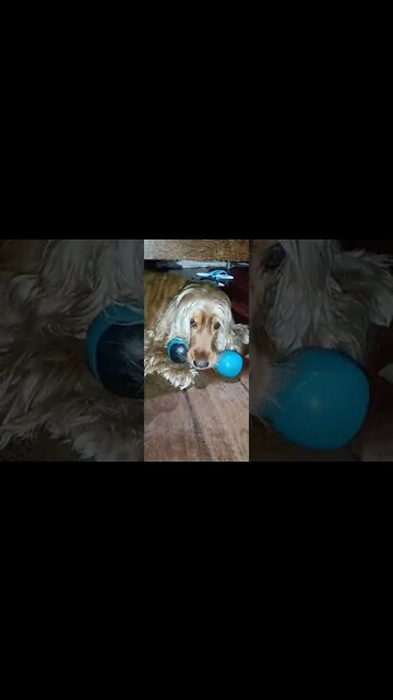 #dogshow , #animals , #dogs , #shorts