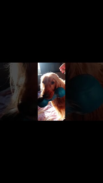 #dogshow, #amimals, #dogs, #shorts