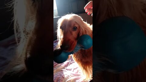 #dogshow, #amimals, #dogs, #shorts