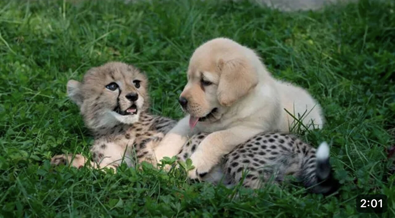 Dog with cheetah