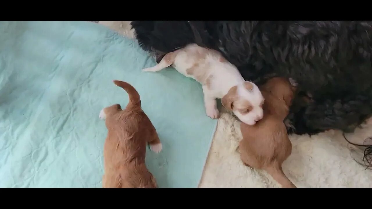 'W' Litter -1 day shy of 3 wks old(2)