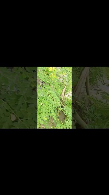 Moringa trees | Naturelovers #shorts #ytshorts #viralreels #viral #trending #nature