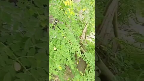 Moringa trees | Naturelovers #shorts #ytshorts #viralreels #viral #trending #nature