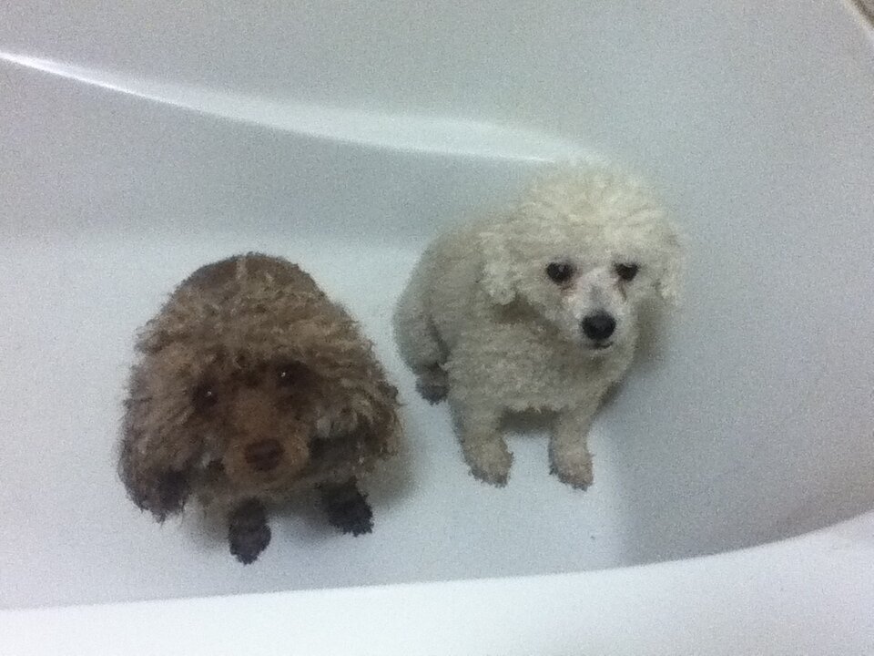 Jacques Et Coco