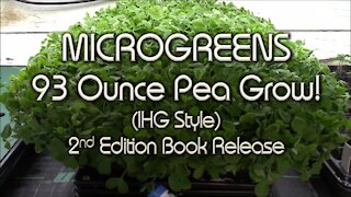 Huge Pea Microgreens Harvest & My Book Explains How