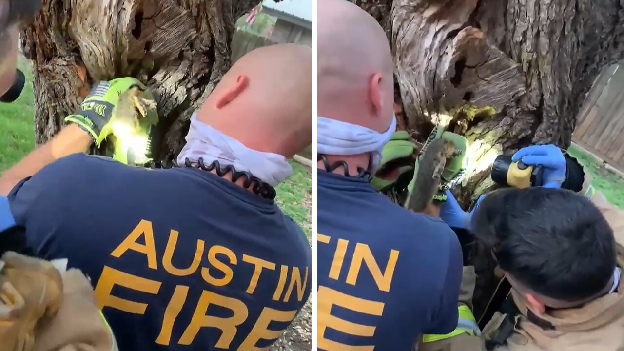 Firefighters rescue squirrel with head stuck in a tree