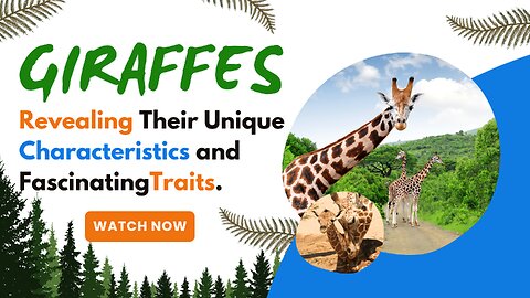 Giraffes, Revealing Their Unique Characteristics and Fascinating Traits.