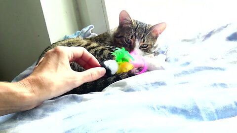 Kitten Falls Asleep Next to His Toy