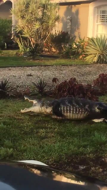 Big gator caught in Collier County