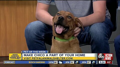 Pet of the week: Chico is a friendly boy who loves chasing toys and hanging out