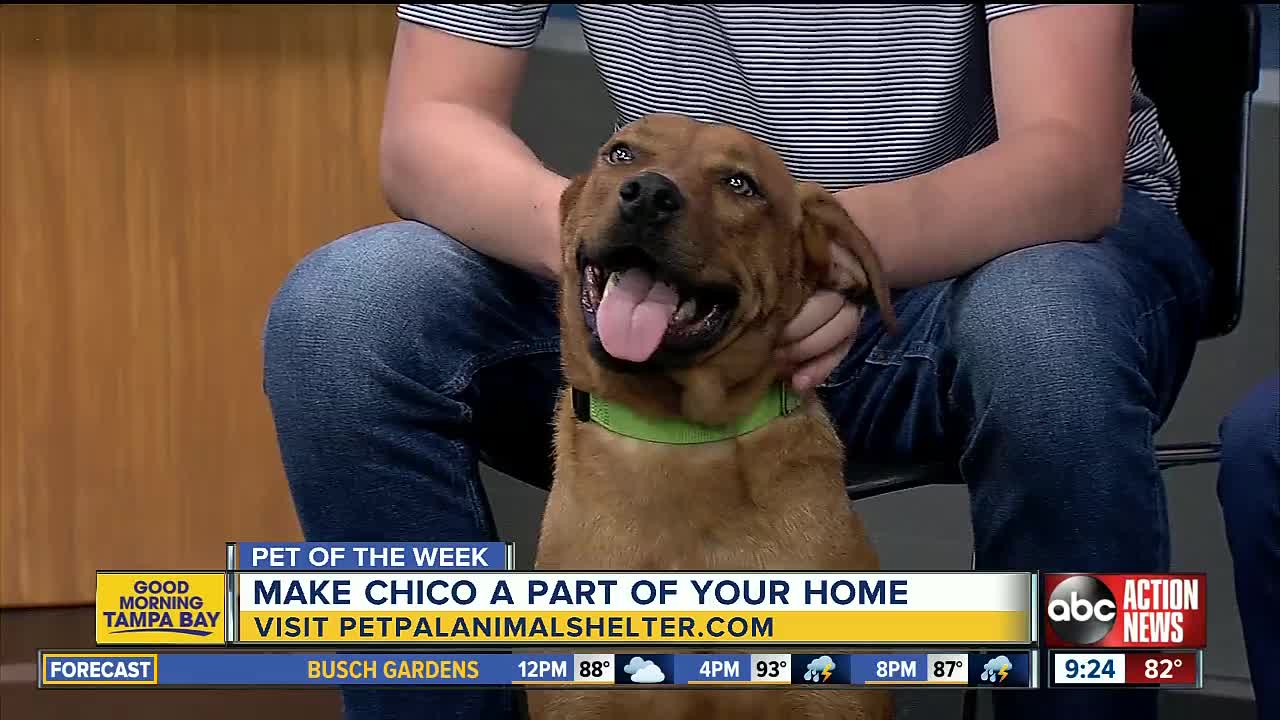 Pet of the week: Chico is a friendly boy who loves chasing toys and hanging out