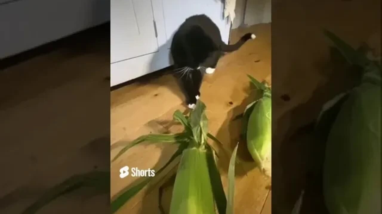 Kitty #Cat plays with #Corn on the Cob, she thinks it’s #alive & chases it around #blackcat #shorts