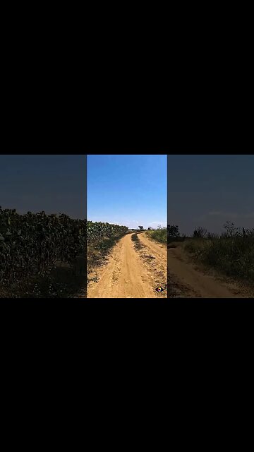 Calugareni - Hulubesti - Singureni XC ride | Soft house music | 4k Virtual Tour | #shorts
