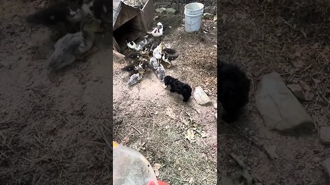 I wanted to video our puppy’s reaction to meeting the baby ducks. She responds like a typical puppy.