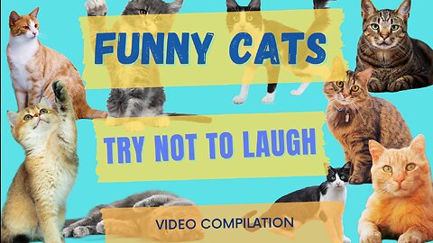 Try Not To Laugh - Funny Cats